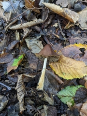Psathyrellaceae