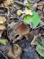 Psathyrellaceae