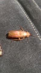 Shelfordella lateralis