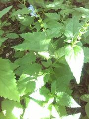 Scutellaria altissima
