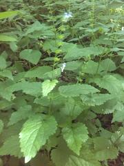 Scutellaria altissima