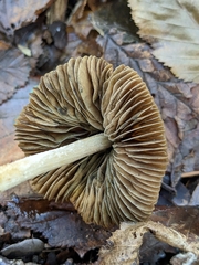 Psathyrellaceae