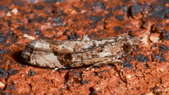 Crocidosema plebejana