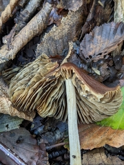 Psathyrellaceae