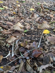 Psathyrellaceae