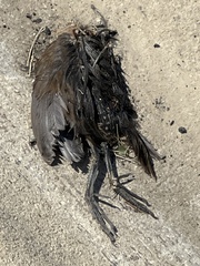 Sturnus vulgaris
