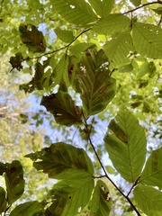 Litylenchus crenatae