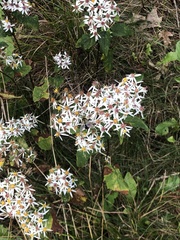 Eurybia