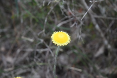 Coronidium scorpioides