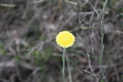 Coronidium scorpioides