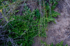 Lichtensteinia obscura