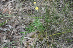 Coronidium scorpioides