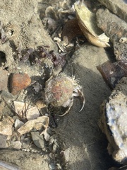 Pagurus acadianus