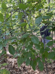 Ptelea trifoliata