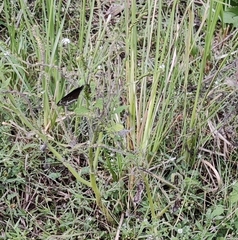 Euploea core