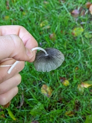Coprinopsis lagopus
