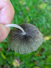 Coprinopsis lagopus