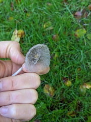 Coprinopsis lagopus