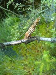Canephora hirsuta