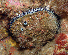 Haliotis corrugata