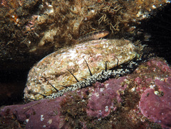Haliotis corrugata