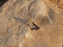 Platylesches moritili