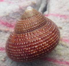 Maurea punctulata