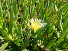 Carpobrotus