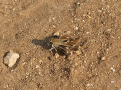 Platylesches moritili