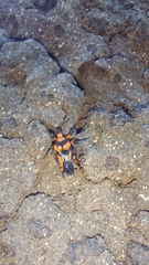 Tegea atropicta