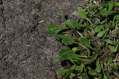 Sphaeromorphaea australis