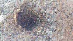 Tegea atropicta