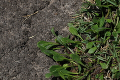 Sphaeromorphaea australis