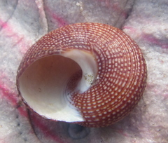 Maurea punctulata