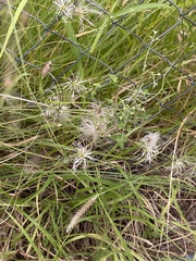 Clematis drummondii
