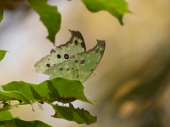 Protogoniomorpha parhassus
