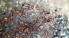 Tegea atropicta
