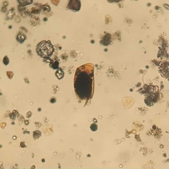 Colurella colurus