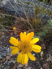 Anthemideae