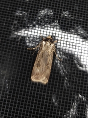 Agrotis munda