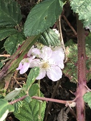 Rubus bifrons
