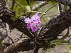 Aerides maculosa