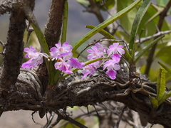 Aerides maculosa