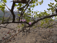 Aerides maculosa