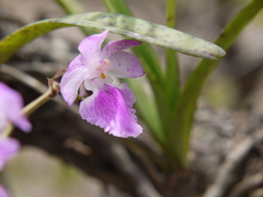 Aerides maculosa