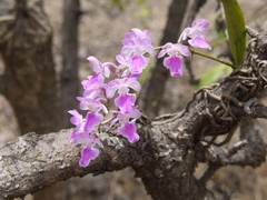 Aerides maculosa
