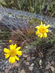 Anthemideae