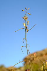Heliophila cornuta squamata