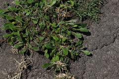 Sphaeromorphaea australis