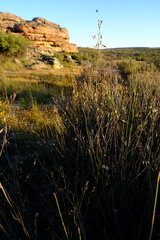 Heliophila cornuta squamata